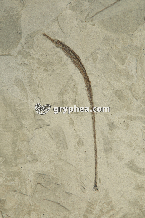 Syngnathe fossile - gryphea.org